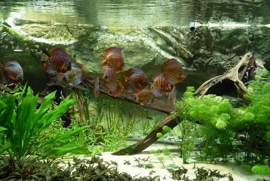 plantas de acuario, abonado de plantas acuario, cuidado de las plantas de acuario, luz plantas de acuario