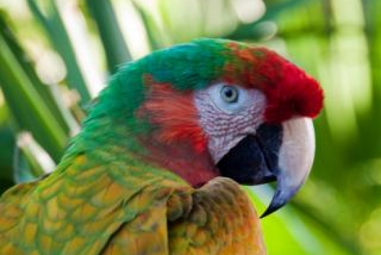 aves, periquitos, loros Zuprem, kaytee, Psitacus, jaulas de loros, jaulas agapornis, witte molen, kiki, canarios, agapornis papilleros, ninfas papilleras 